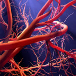 Blood Vessels - Vascular Health